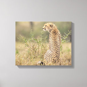 Cheetah in Wild Setting Wrapped Canvas Print