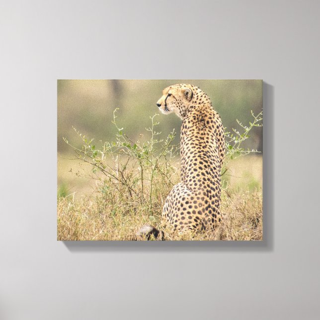 Cheetah in Wild Setting Wrapped Canvas Print (Front)