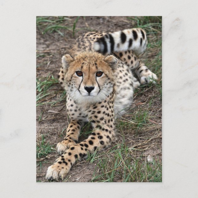 Cheetah Info Card (Front)
