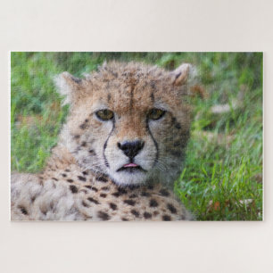 Cheetah Jigsaw Puzzle