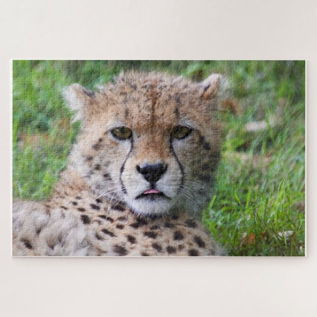 Cheetah Jigsaw Puzzle (Horizontal)