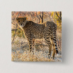 Cheetah Looking Around 2 Inch Square Button
