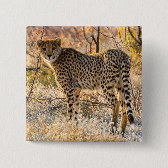 Cheetah Looking Around 2 Inch Square Button (Front)