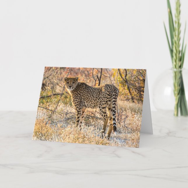 Cheetah Looking Around Card (Front)