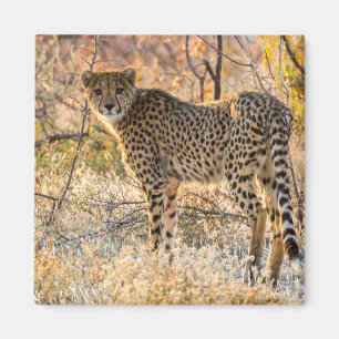Cheetah Looking Around Magnet
