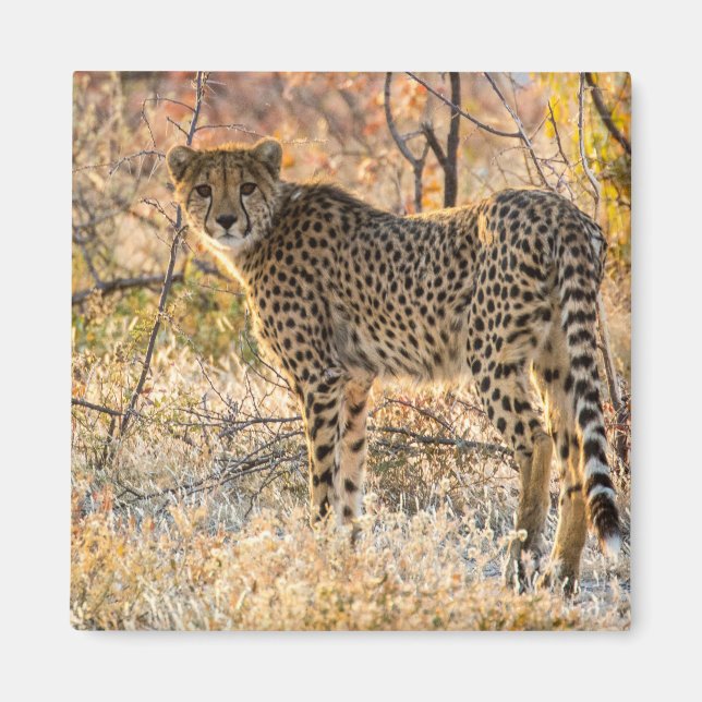 Cheetah Looking Around Magnet (Front)