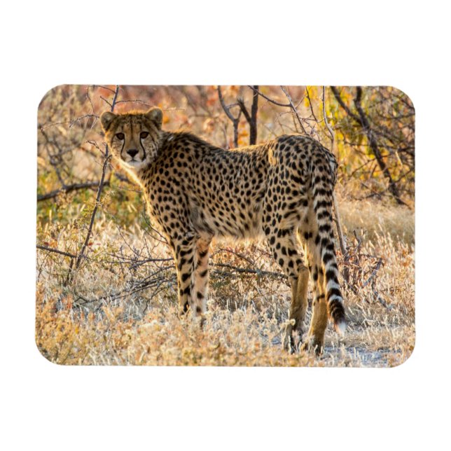 Cheetah Looking Around Magnet (Horizontal)