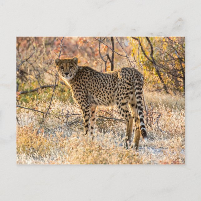 Cheetah Looking Around Postcard (Front)