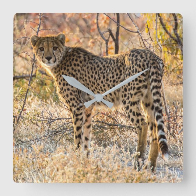 Cheetah Looking Around Square Wall Clock (Front)
