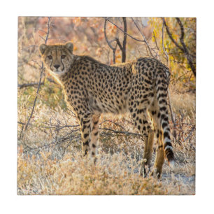 Cheetah Looking Around Tile