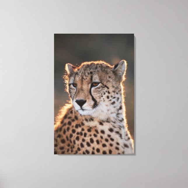 Cheetah looking away canvas print (Front)