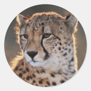 Cheetah looking away classic round sticker