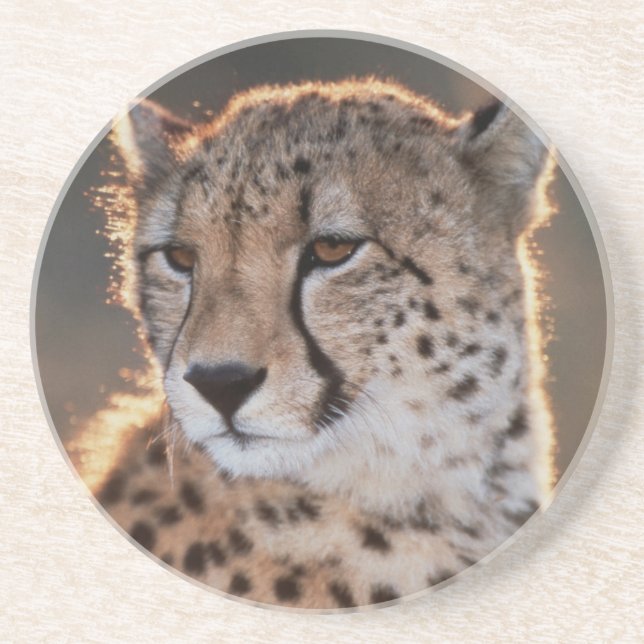 Cheetah looking away coaster (Front)