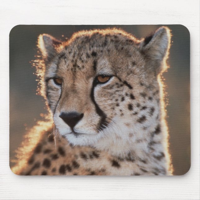 Cheetah looking away mouse pad (Front)
