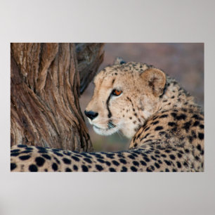 Cheetah Looking Over its Shoulder Poster