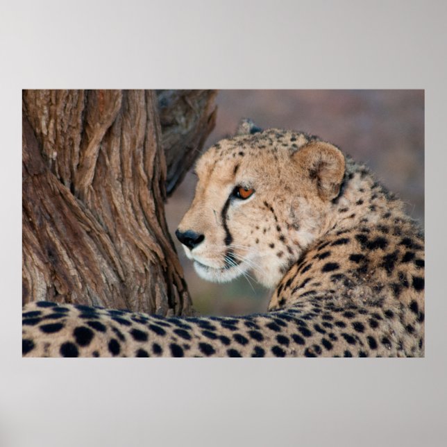 Cheetah Looking Over its Shoulder Poster (Front)