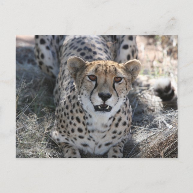 Cheetah Looking Up At You Postcard (Front)
