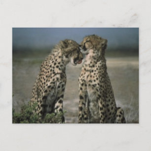 Cheetah Love Postcard