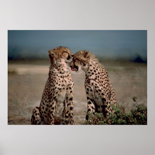 Cheetah Love Poster (Front)