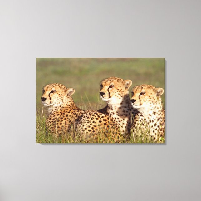 Cheetah Lying In Grass, Ngorongoro Conservation Canvas Print (Front)