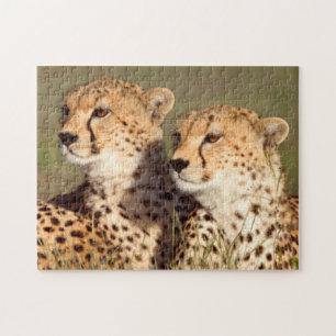 Cheetah Lying In Grass, Ngorongoro Conservation Jigsaw Puzzle
