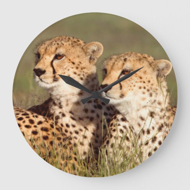 Cheetah Lying In Grass, Ngorongoro Conservation Large Clock (Front)