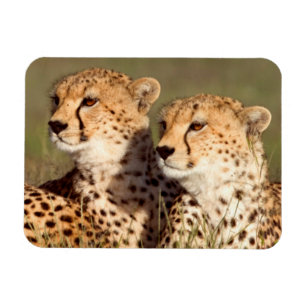 Cheetah Lying In Grass, Ngorongoro Conservation Magnet