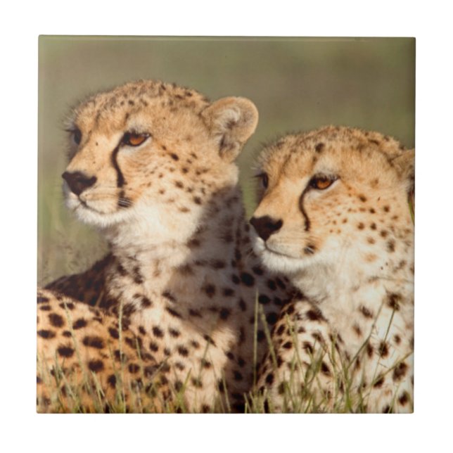 Cheetah Lying In Grass, Ngorongoro Conservation Tile (Front)