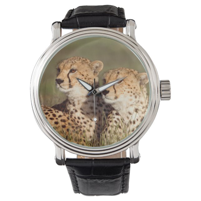 Cheetah Lying In Grass, Ngorongoro Conservation Watch (Front)