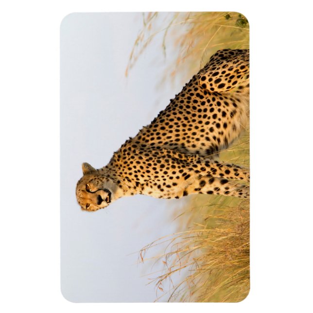 Cheetah Magnet (Vertical)
