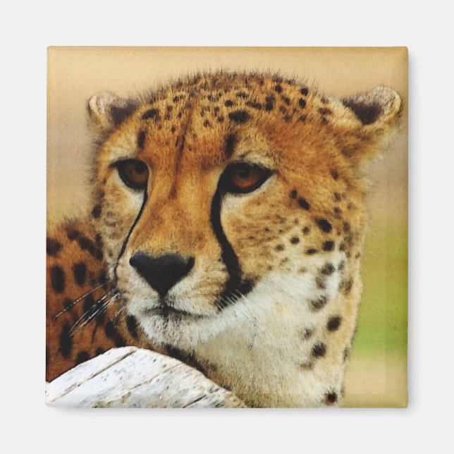 Cheetah Magnet (Front)