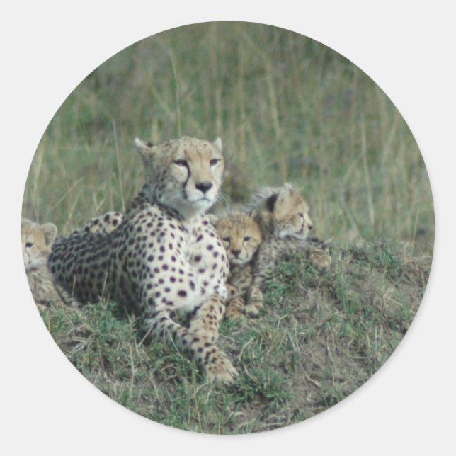Cheetah Mom and her three cubs Classic Round Sticker (Front)