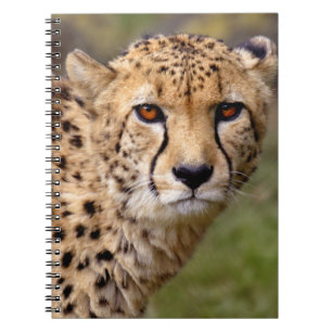 Cheetah Notebook