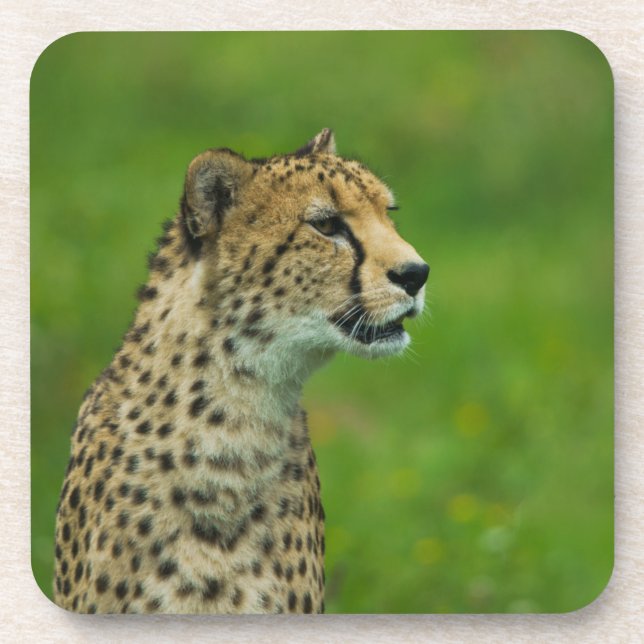 Cheetah On A Lookout Coaster (Front)