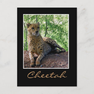 Cheetah on a rock postcard