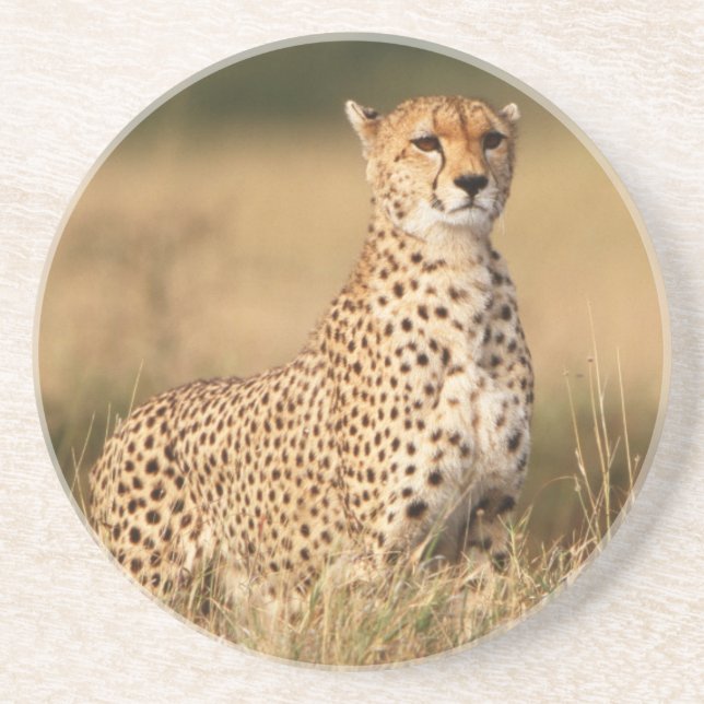 Cheetah on small mound for better visibility coaster (Front)