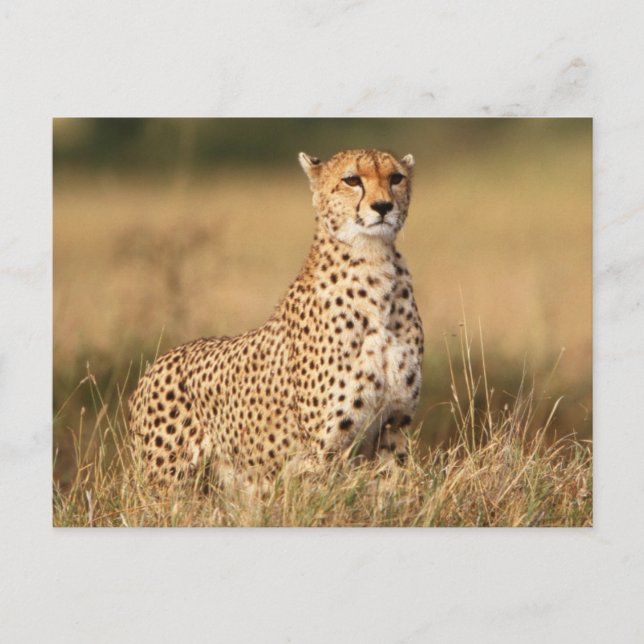 Cheetah on small mound for better visibility postcard (Front)