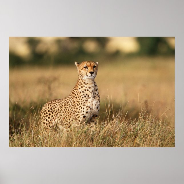 Cheetah on small mound for better visibility poster (Front)