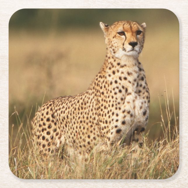Cheetah on small mound for better visibility square paper coaster (Front)