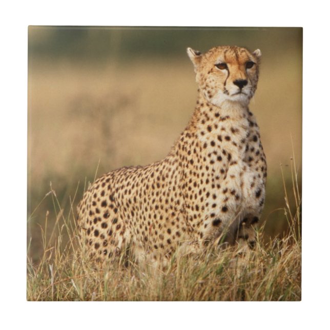 Cheetah on small mound for better visibility tile (Front)