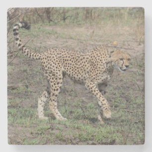 Cheetah On The Move. Stone Coaster