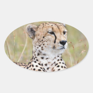 Cheetah Oval Sticker