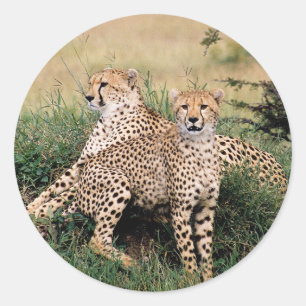 Cheetah Pair Classic Round Sticker