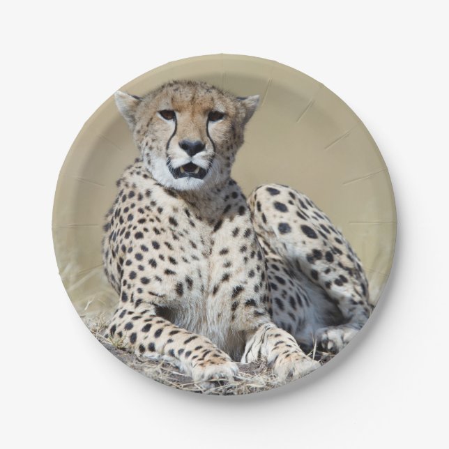 Cheetah Paper Plate (Front)