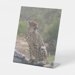 Cheetah Pedestal Sign