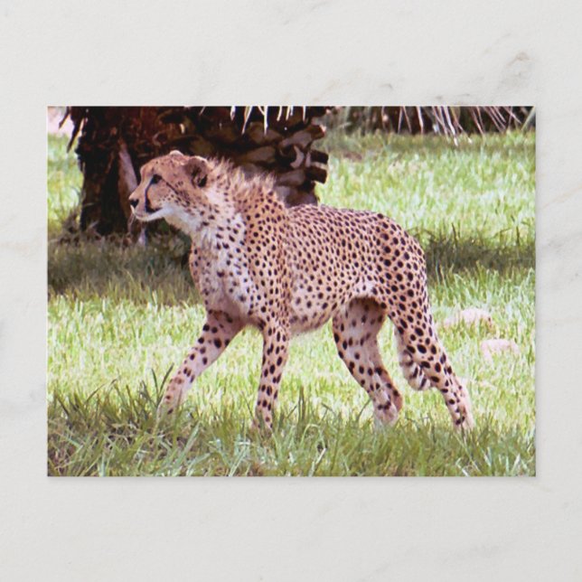 Cheetah Photo Postcard (Front)