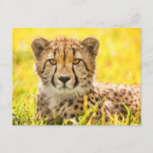 Cheetah Photo Postcard