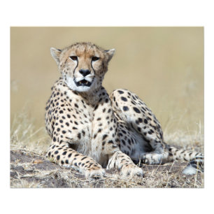 Cheetah Photo Print