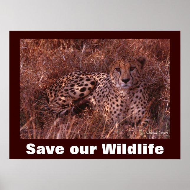Cheetah Photo Save Our Wildlife Poster (Devant)