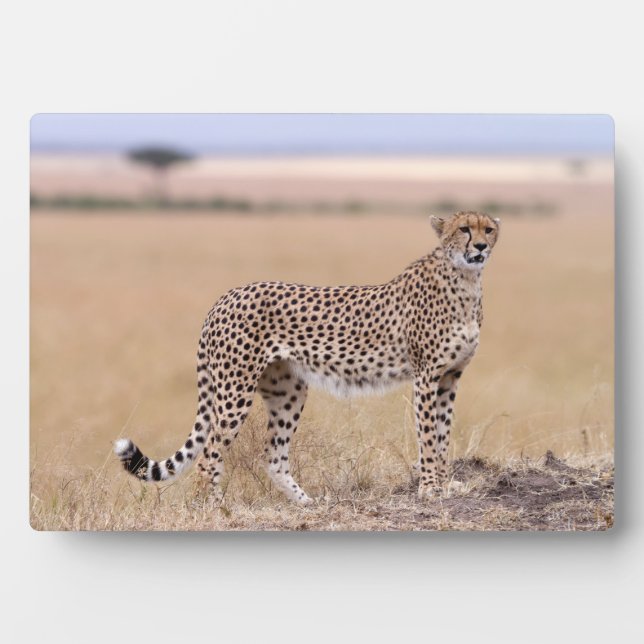 Cheetah Plaque (Front)